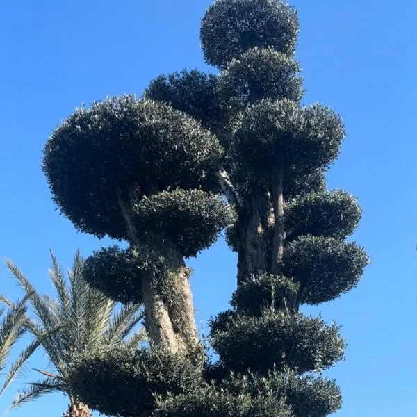 Scalabrinians Special Event